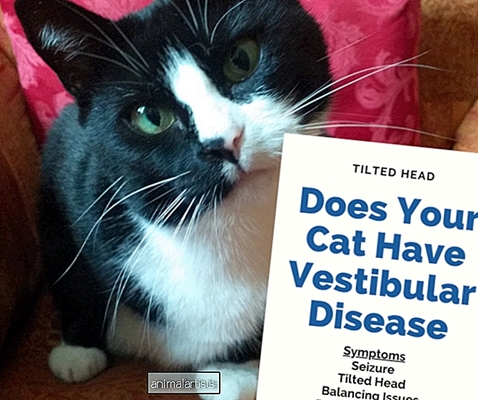 Vestibulārās slimības simptomi un ārstēšana kaķiem