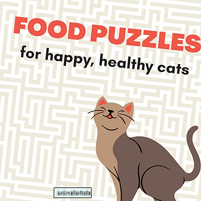 Los mejores acertijos de comida para gatos (y por qué son importantes) - GATOS