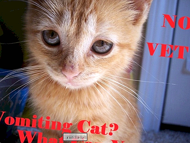 Consejos para el cuidado en el hogar de su gato que vomita cuando no puede visitar al veterinario