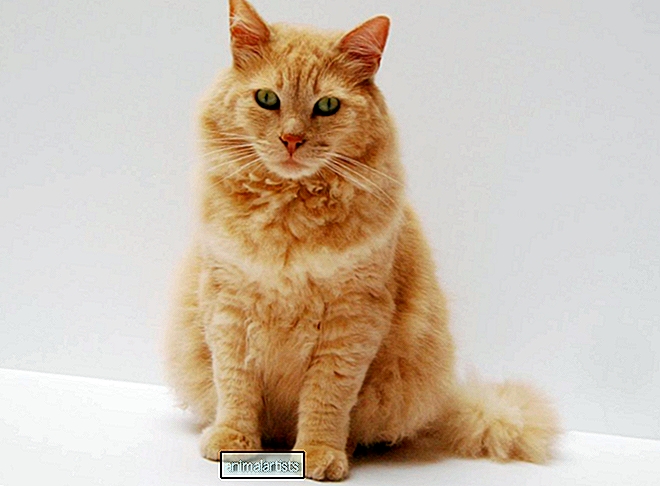 5 hlavných dôvodov, prečo mačka hádže jedlo, ale správa sa normálne - MAČKY