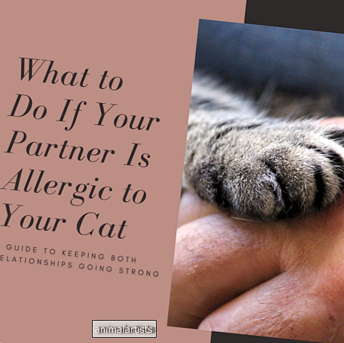 Mis siis, kui mu poiss/tüdruksõber on mu kassi suhtes allergiline?