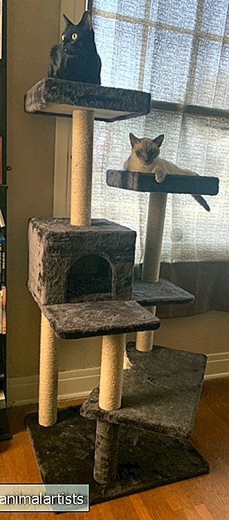 Hva du skal se etter når du kjøper et kattetårn