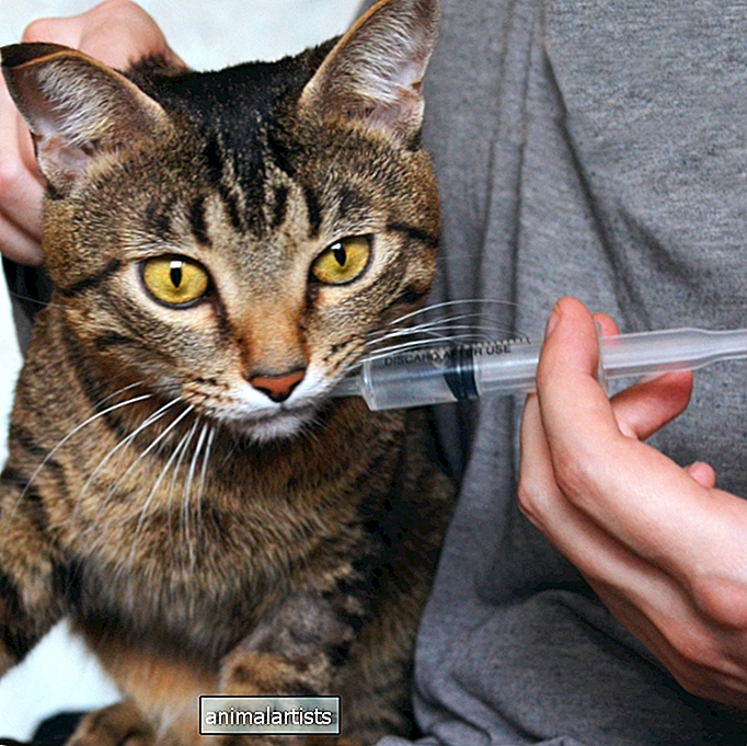 Cuándo y cómo alimentar a un gato con una jeringa - GATOS