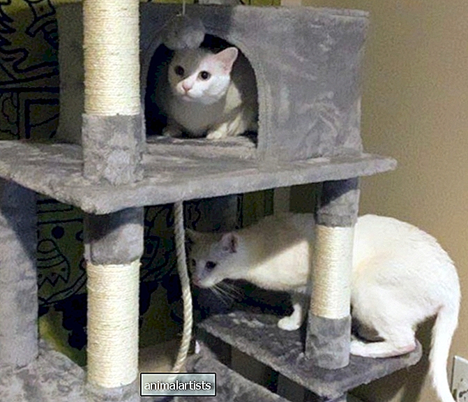 Yaheetech 59-calowy wielopoziomowy przegląd mieszkania dla kotów