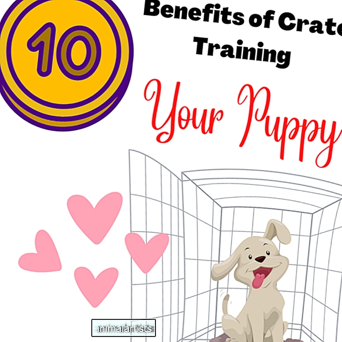 10 korzyści ze szkolenia szczeniaka w klatce