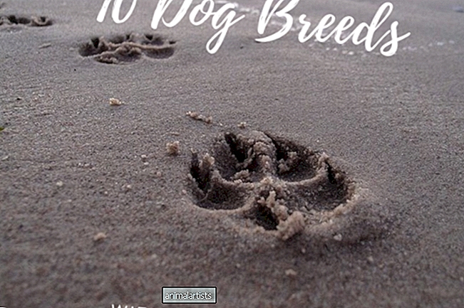 झिल्लीदार पैरों वाली 10 कुत्तों की नस्लें (और क्यों)