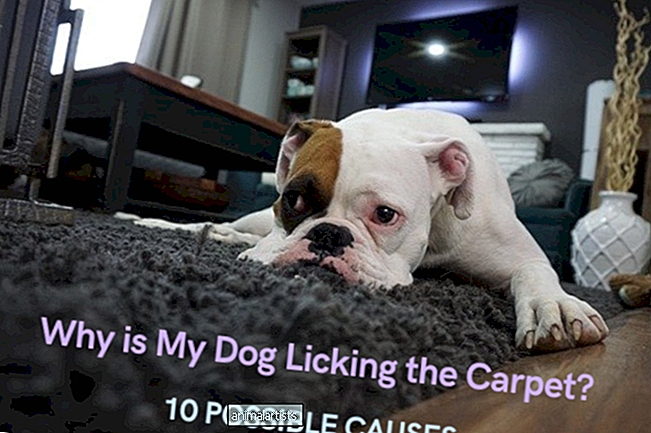 10 razones por las que tu perro está lamiendo la alfombra