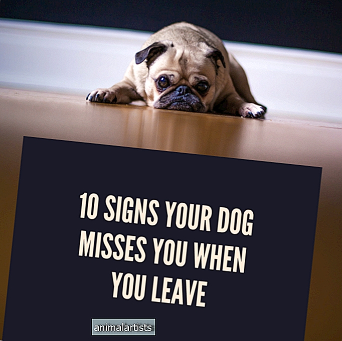 10 tegn på at hunden din savner deg når du er borte