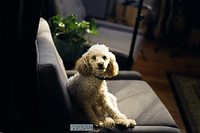 10 façons d'empêcher un chien de détruire le canapé lorsqu'il est laissé seul