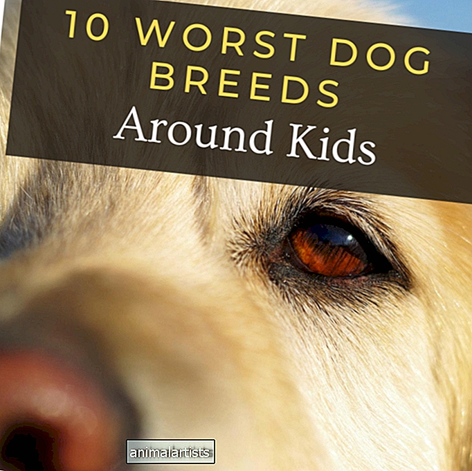 10 najgorszych ras psów dla dzieci