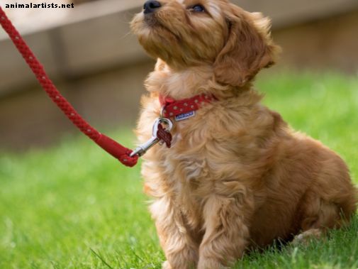 7 pasos para entrenar eficazmente a su cachorro para caminar con una correa