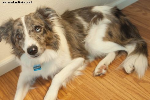 Domače zdravilo za pse, ki ga odobrijo veterinarji, pri vznemirjenih želodcih - Psi