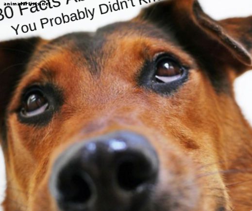 30 Overraskende fakta om hundens øyne
