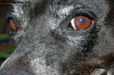 Mikä tuo myyrä koiran silmäluomalla on?