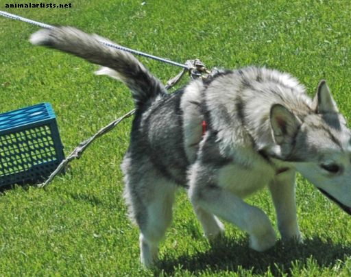 Cómo entrenar a los cachorros de Alaskan Malamute a tirar