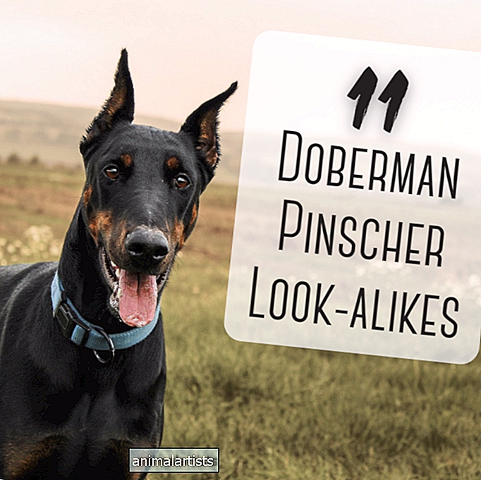 11 سلالات الكلاب التي تشبه دوبرمان كلاب الصقور - كلاب