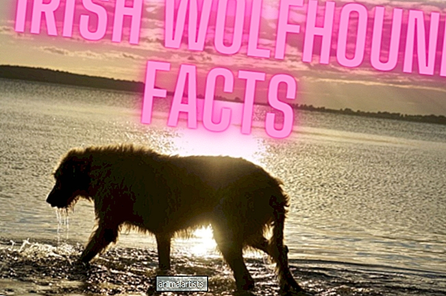 11 tény az ír farkaskutyáról, amit tudnod kell