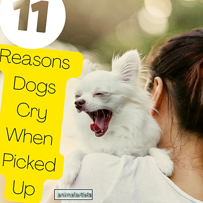 11 Gründe, warum Hunde weinen, wenn sie hochgenommen werden
