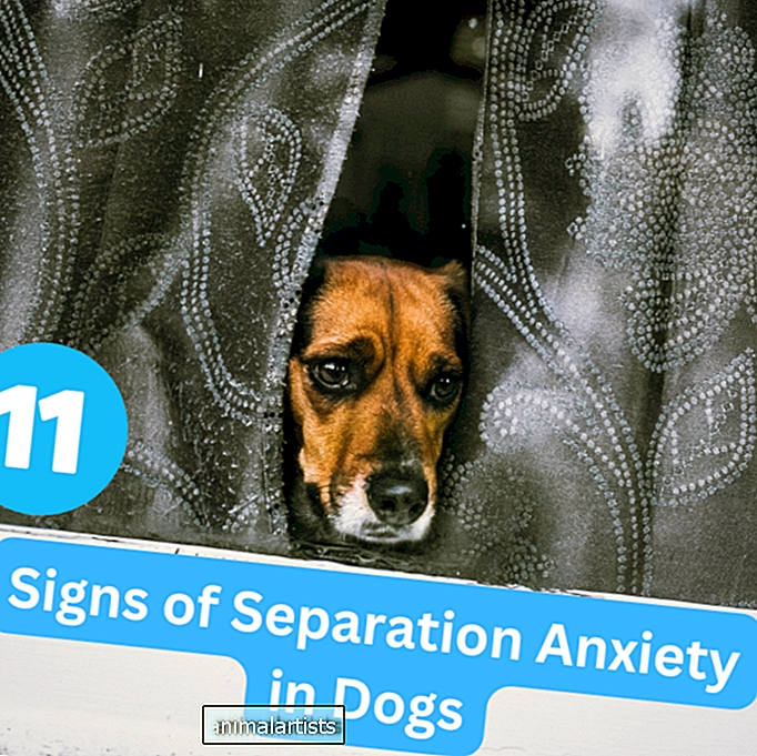 11 σημάδια άγχους αποχωρισμού σε σκύλους
