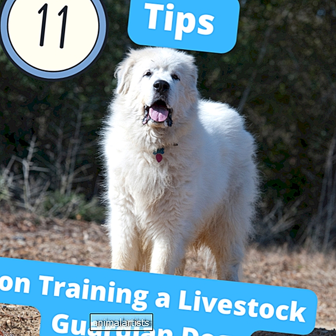 11 نصائح لتدريب كلاب حراس الثروة الحيوانية