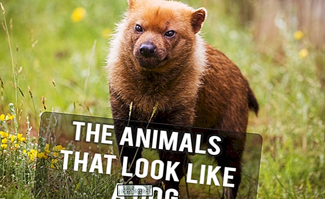 11 divjih živali, ki izgledajo kot psi