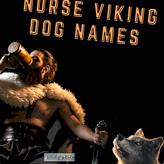 Más de 110 nombres de perros vikingos nórdicos (con definiciones)