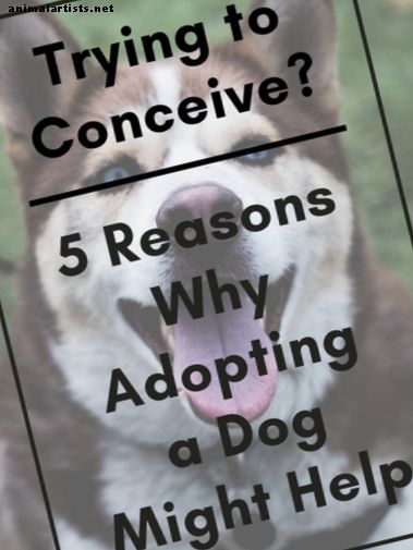 5 razloga za posvajanje psa za parove koji pokušavaju začeti (TTC)