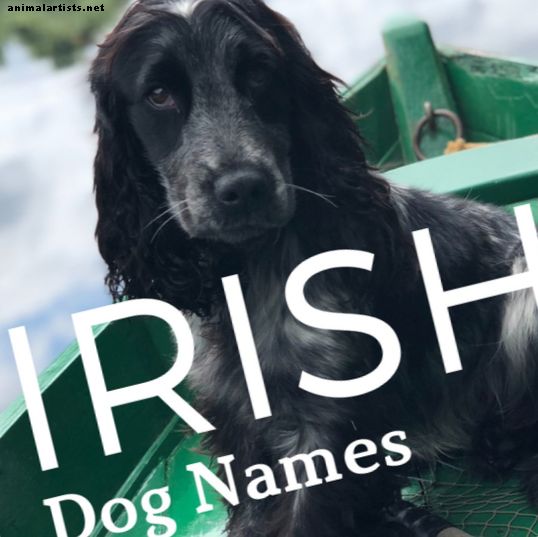 Über 200 glückliche irische Hundenamen und Bedeutungen