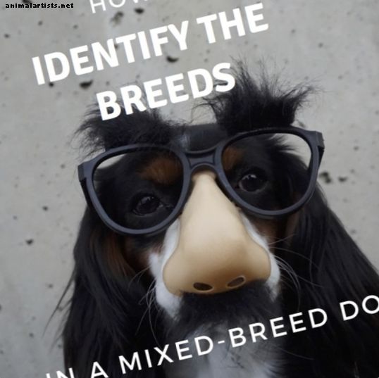 Cómo identificar las razas en un perro de raza mixta