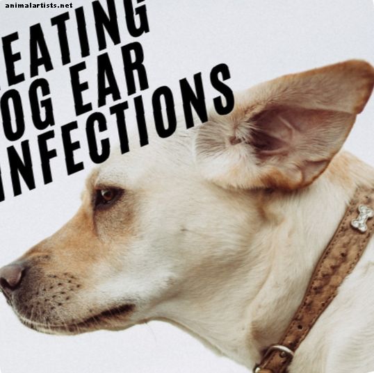 Koiran korvan infektiot: oireet ja syyt, korjaustoimenpiteet ja miten koiran korvat puhdistetaan