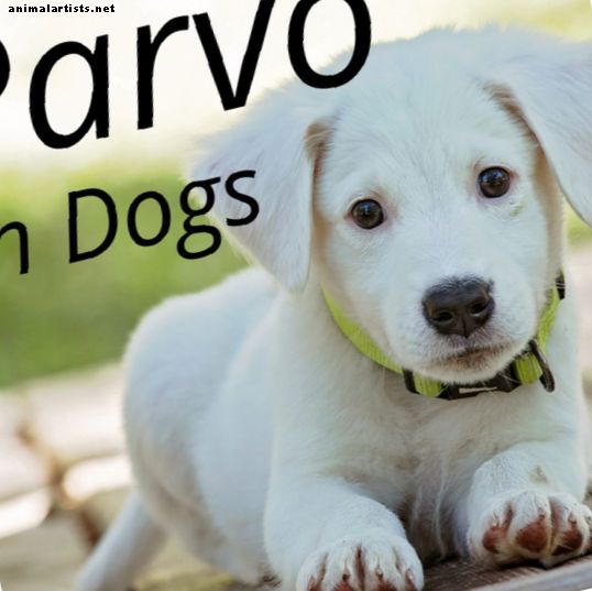 Canine Parvovirus: FAQs und häufige Missverständnisse