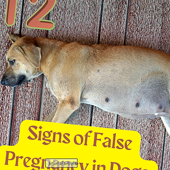 12 príznakov falošnej gravidity u psov