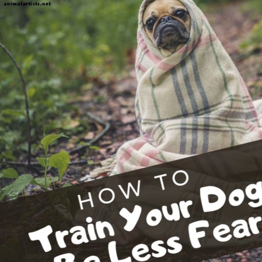 Kun je de angst van je hond versterken? - honden