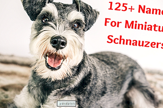 Mais de 125 nomes encantadores para schnauzers miniatura