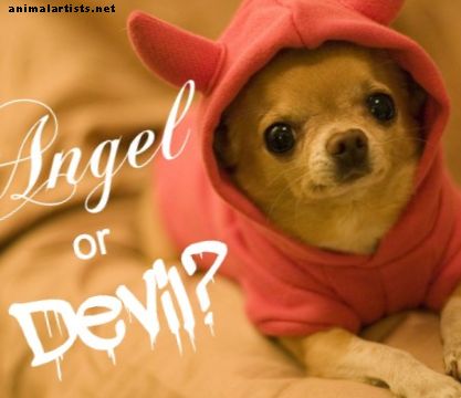 Chihuahua-temperament: Det gode, det dårlige og det stygge - hunder