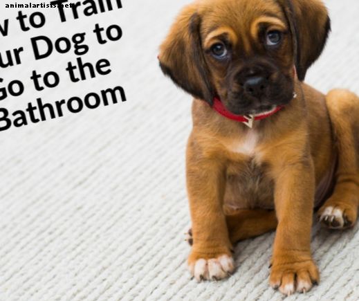 Hur du tränar din hund att gå på badrummet på kommando