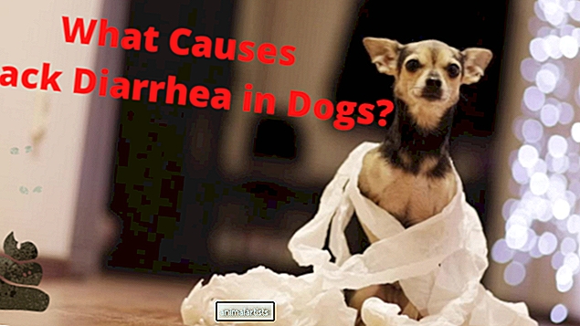13 cauze ale diareei negre la câini