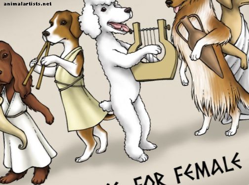 101 griechische Göttinnamen, die einzigartige weibliche Hundenamen machen - Hunde