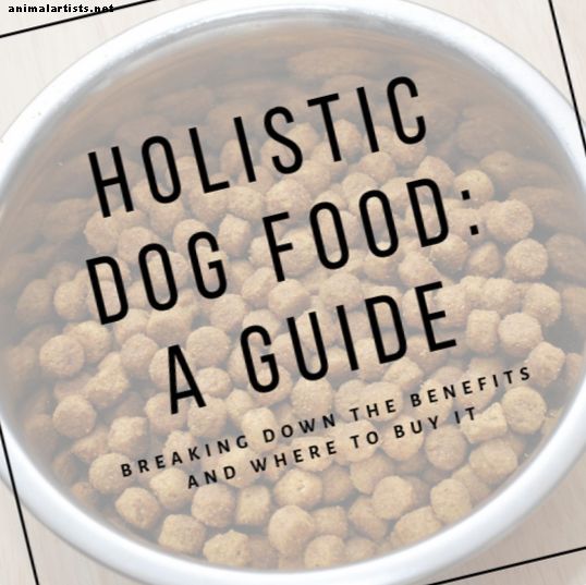 Les avantages de la nourriture holistique pour chiens