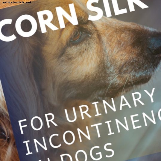 Koirien virtsanpidätyskyvyttömyyden hoito maissisilkillä