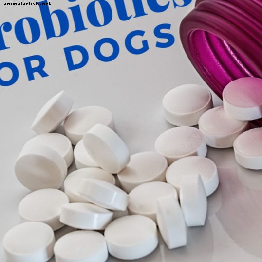 Probiootikumide kasutamine koerte kõhulahtisuse lahendamiseks