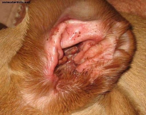 Cómo lidiar con las infecciones del oído del perro - Perros