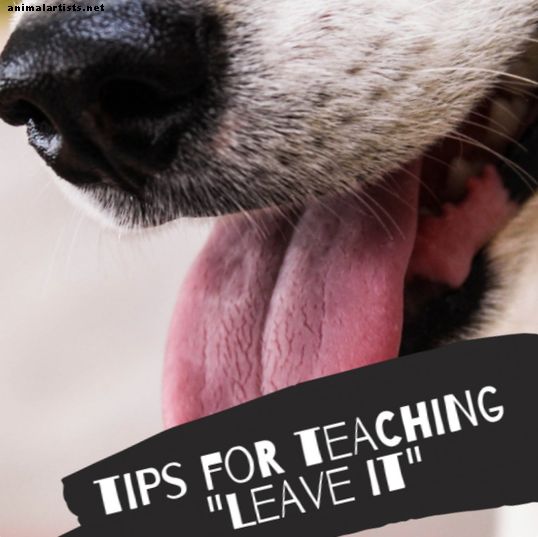 "Ayrıl" komutunu bilmek için Köpeğinizi Nasıl Eğitirsiniz
