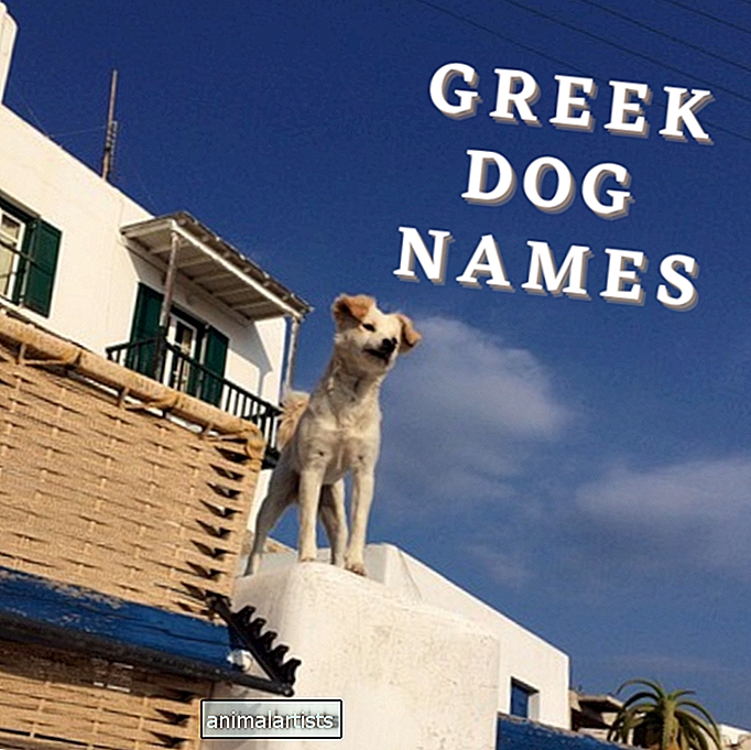 Yli 140 kreikkalaista koirannimeä (merkityksineen)