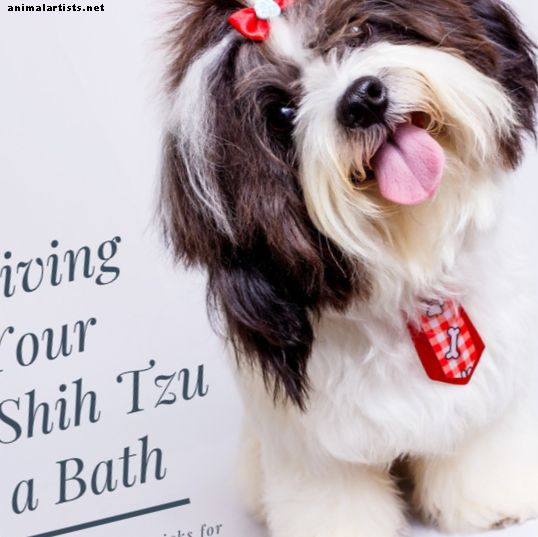 Как да си дам баня на Shih Tzu