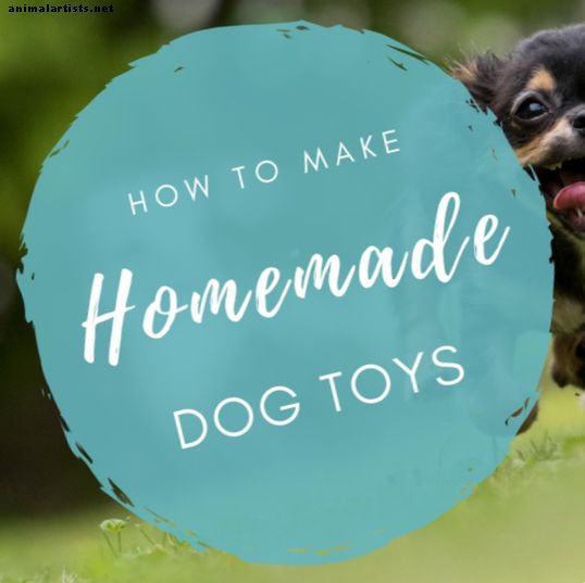 Ako si vyrobiť vlastné domáce hračky pre psov