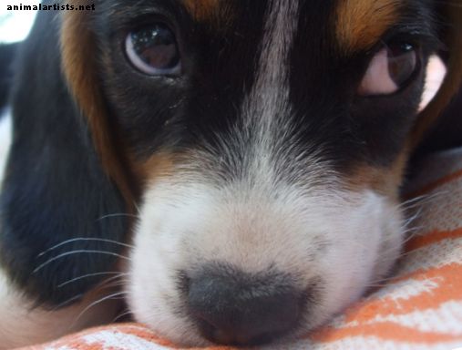 Perros - Las cinco mejores razas de perros pequeños para familias con niños pequeños