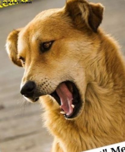 Metoda „Posłuchaj tego” dla psów reagujących na hałas - Psy