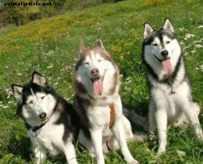 15 إيجابيات وسلبيات امتلاك أقوياء البنية سيبيريا - الكلاب