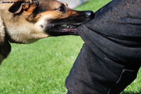 Защита от ухапване от куче: Как да се предпазите от атака на куче